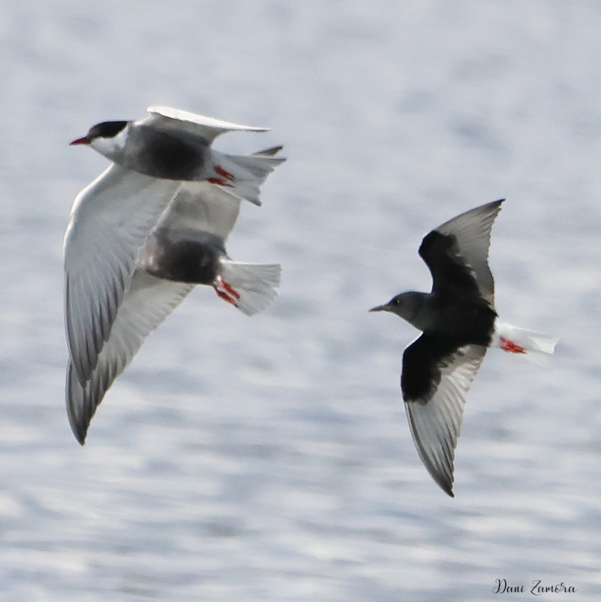 White-winged Tern - ML618334611