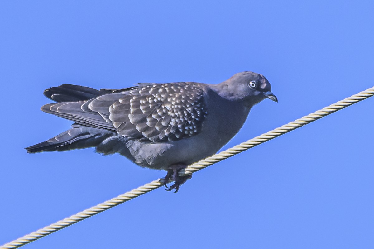 Spot-winged Pigeon - ML618334628
