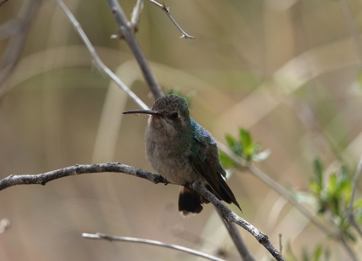 Broad-billed Hummingbird - ML618334632