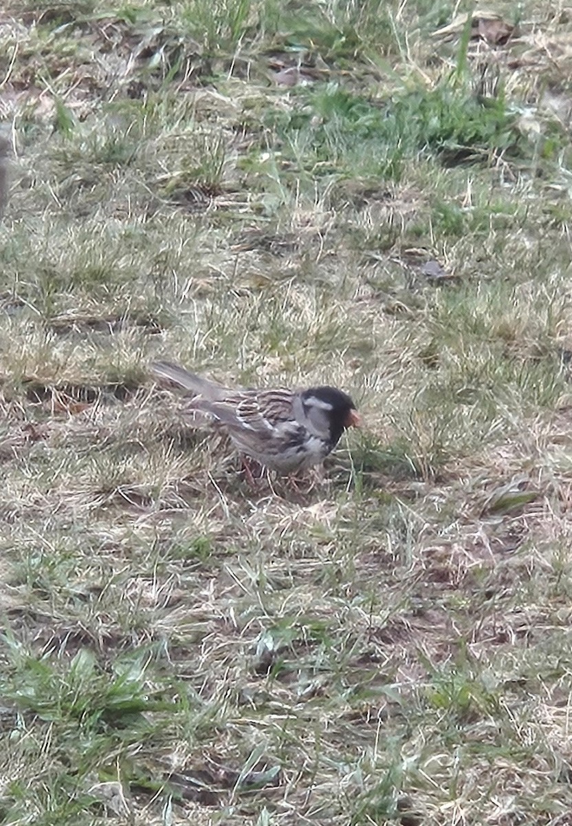 Harris's Sparrow - ML618334657