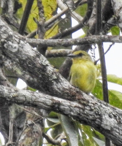 Olive-faced Flatbill - ML618334707