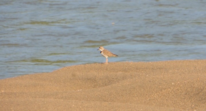 Collared Plover - ML618334717