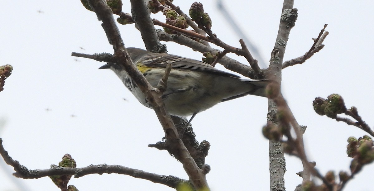 Yellow-rumped Warbler - Annette Daughdrill