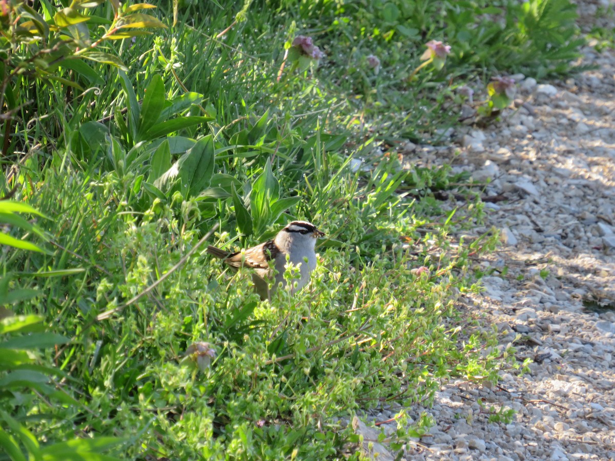 White-crowned Sparrow - ML618334755