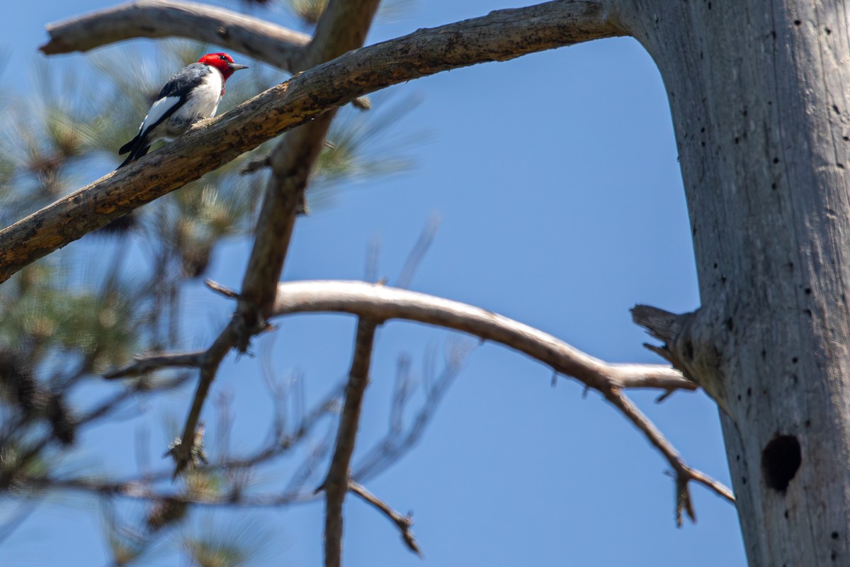 Red-headed Woodpecker - ML618334764