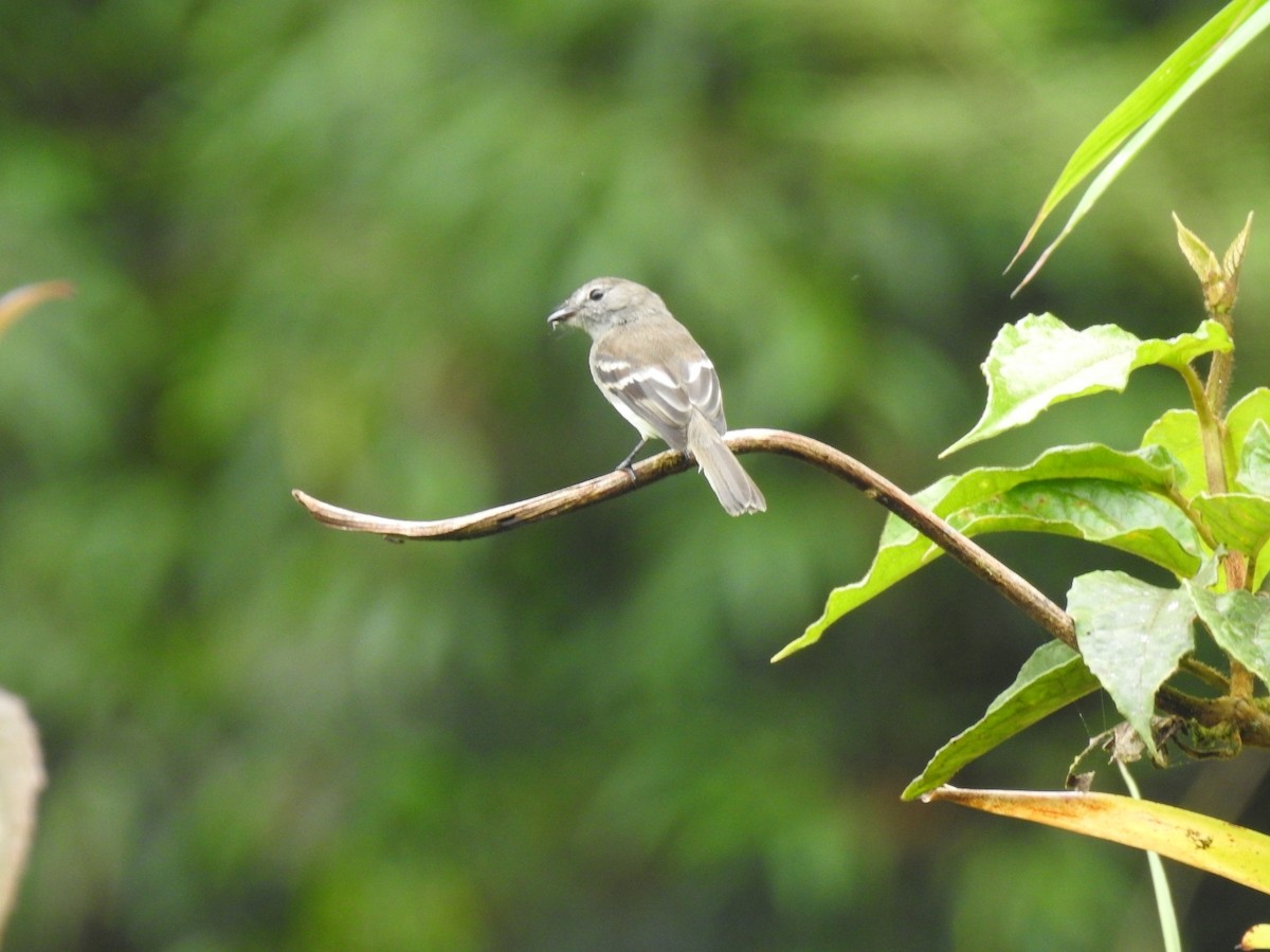 Olive-chested Flycatcher - ML618334768