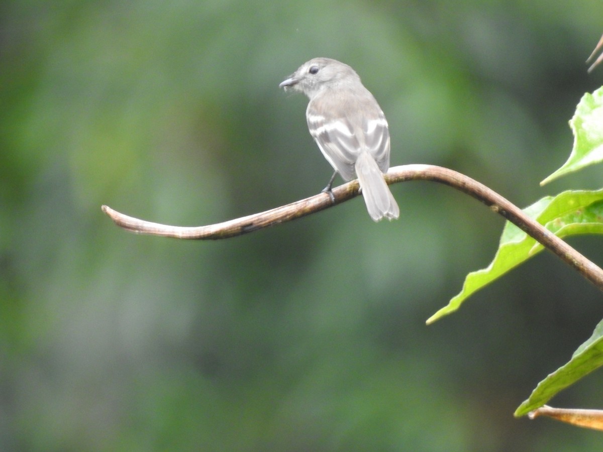 Olive-chested Flycatcher - ML618334769