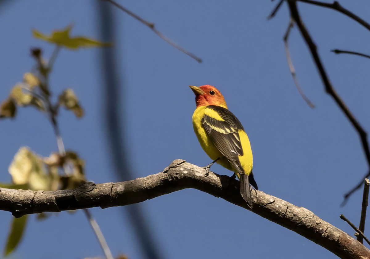 Western Tanager - ML618334816