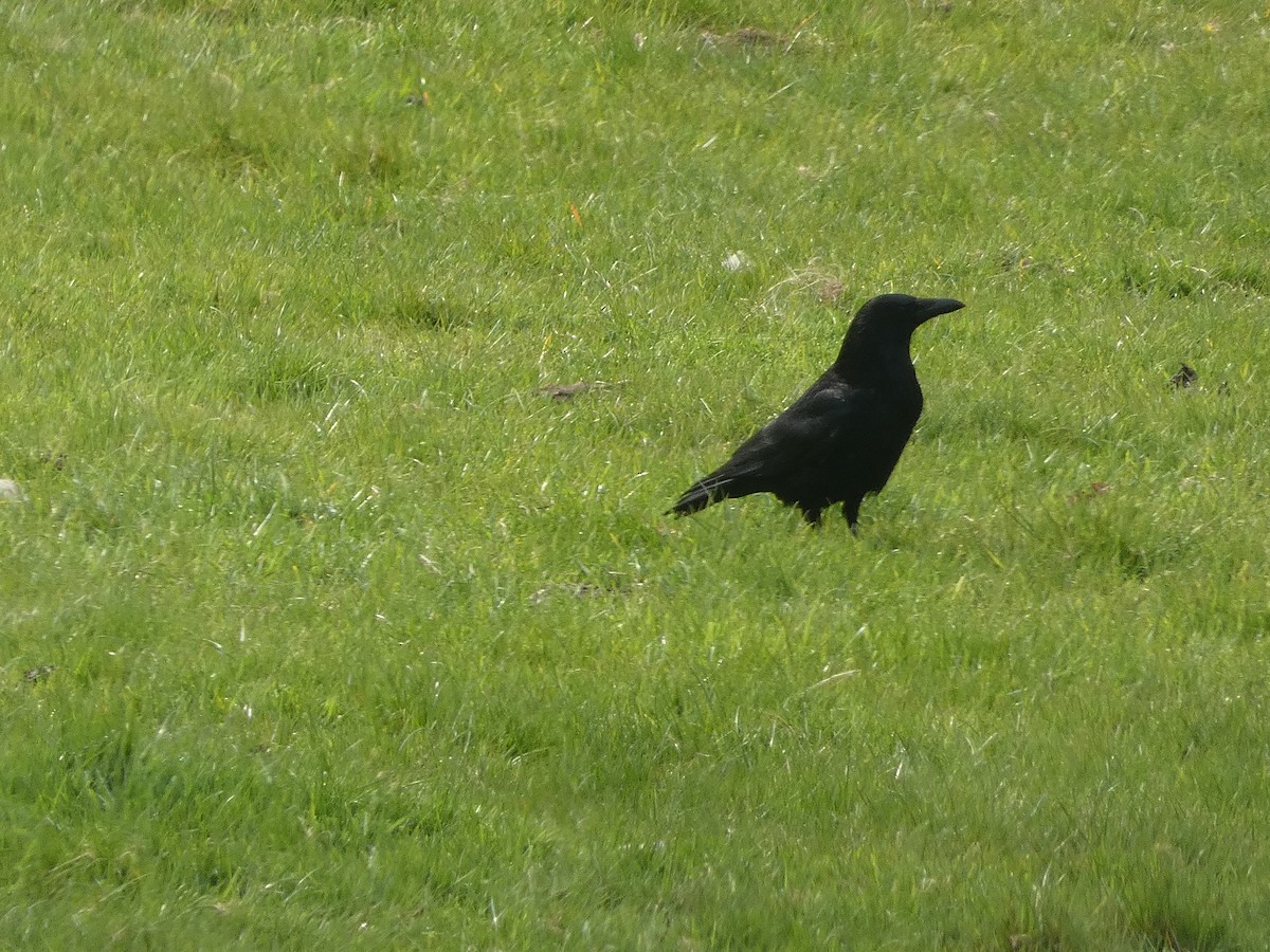 Carrion Crow (Western) - ML618334835