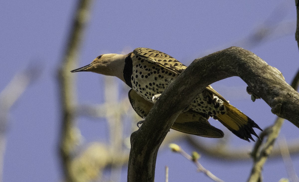 Northern Flicker (Yellow-shafted) - ML618334836