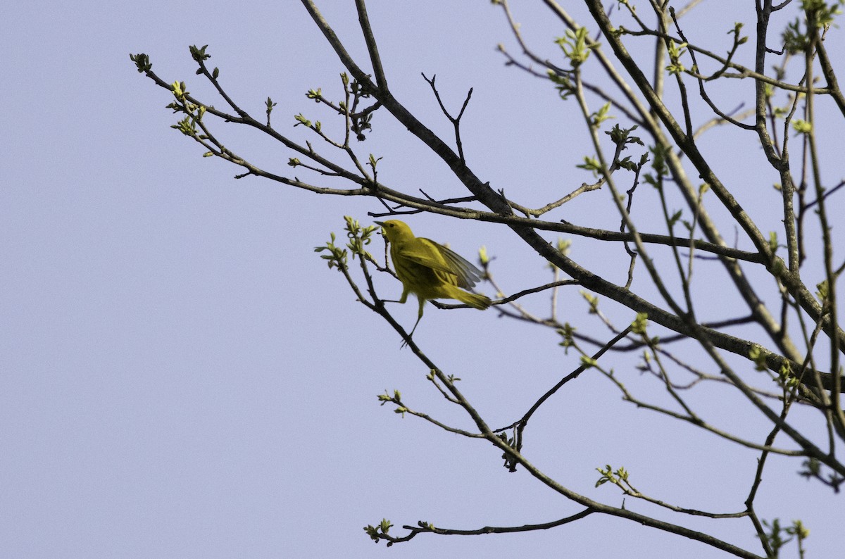 Yellow Warbler - Dan Roth