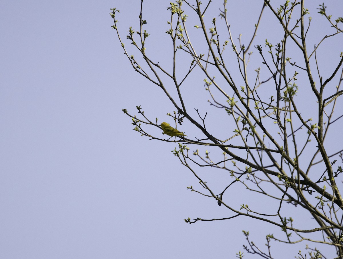 Yellow Warbler - ML618334850