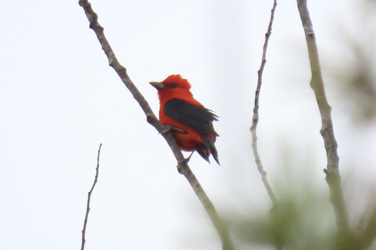 Scarlet Tanager - ML618334852