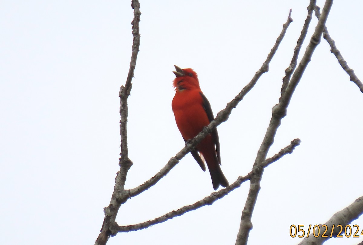 Scarlet Tanager - ML618334853