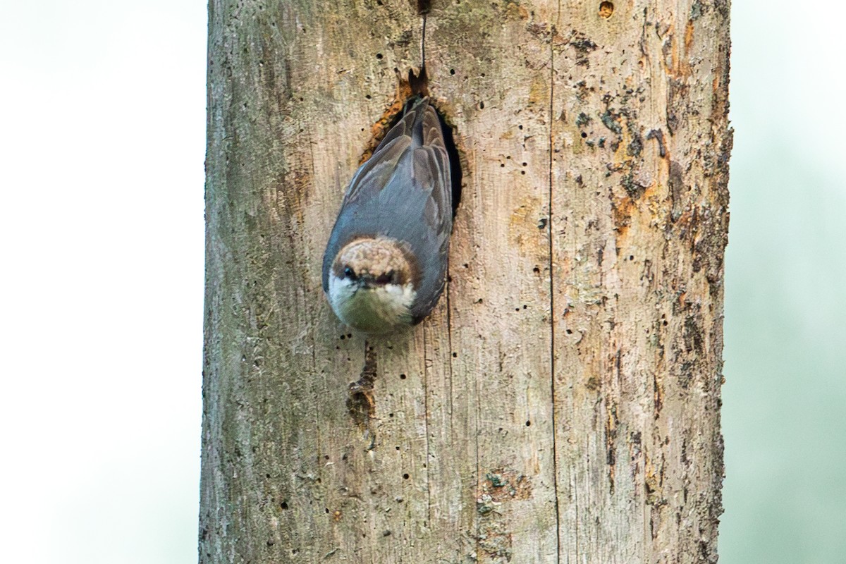 Brown-headed Nuthatch - ML618334873