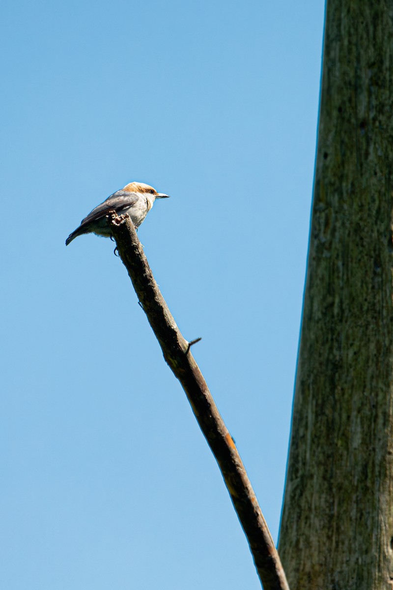 Brown-headed Nuthatch - ML618334886