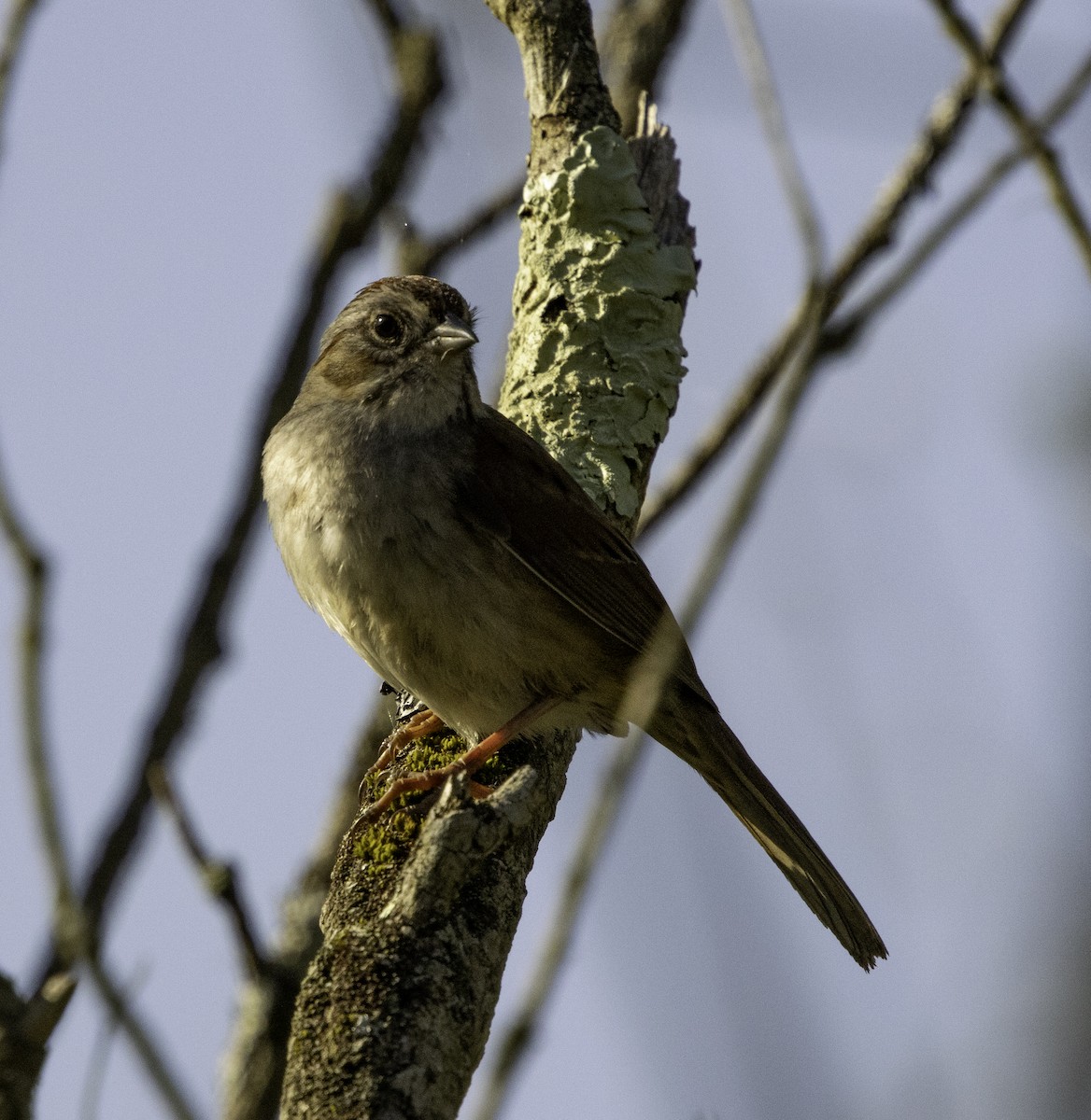 Swamp Sparrow - ML618334895