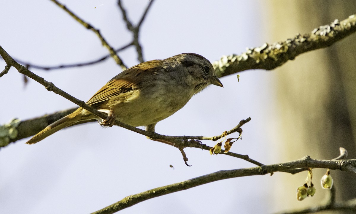 Swamp Sparrow - ML618334896
