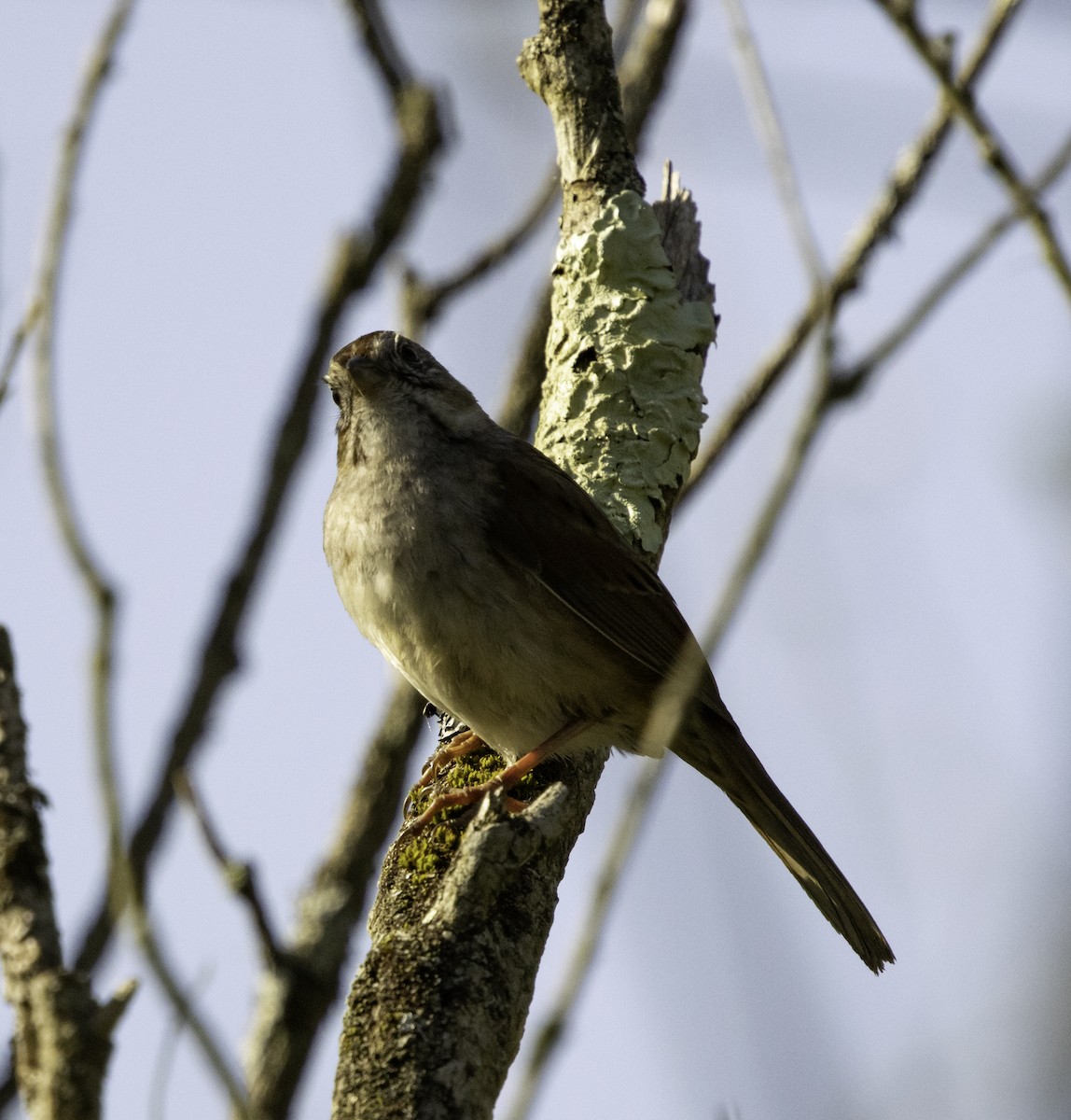 Swamp Sparrow - ML618334897