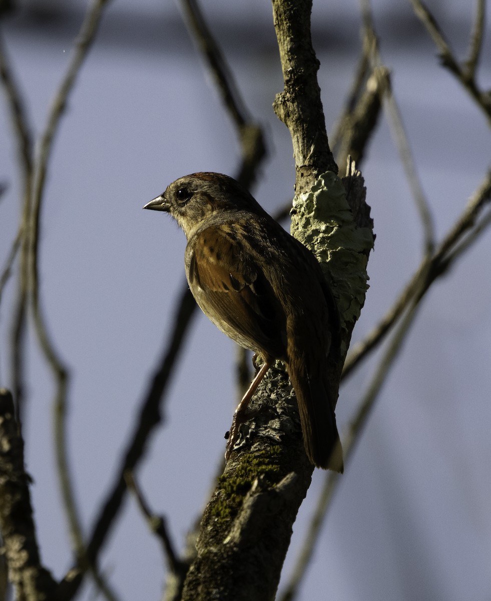 Swamp Sparrow - ML618334898