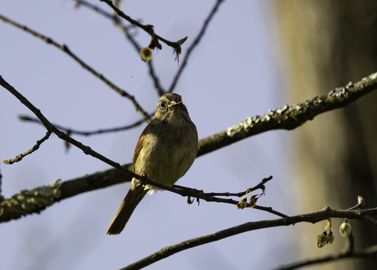 Swamp Sparrow - ML618334901