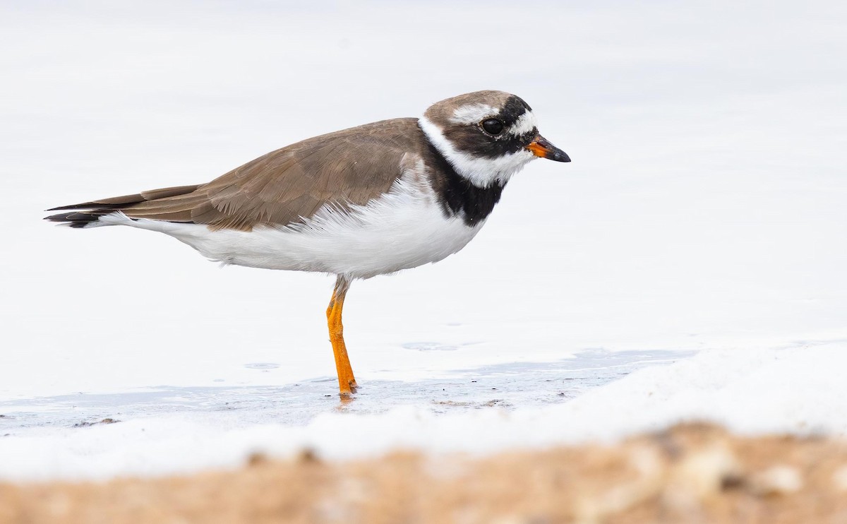 Common Ringed Plover - ML618334910