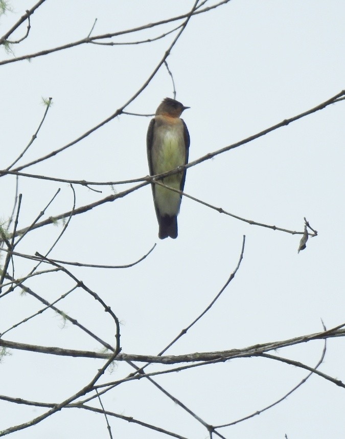 Southern Rough-winged Swallow - ML618334932