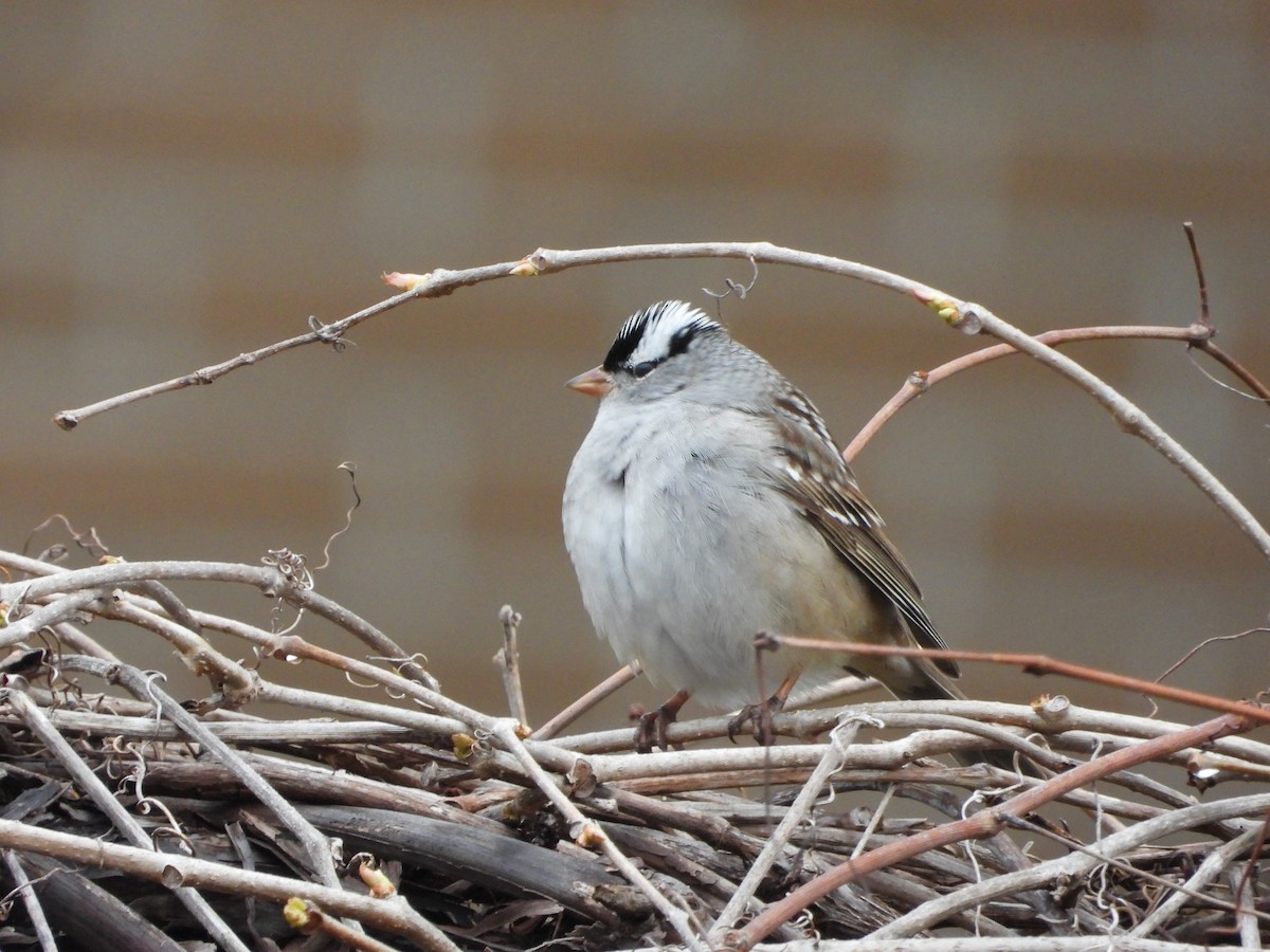 White-crowned Sparrow - ML618334947