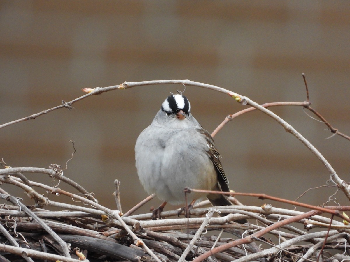 White-crowned Sparrow - Serge Benoit