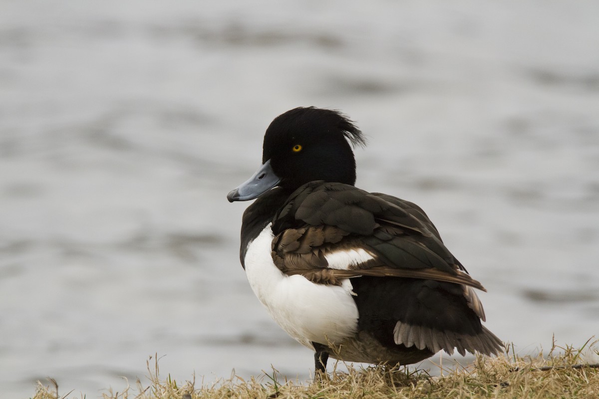 Tufted Duck - ML618334958