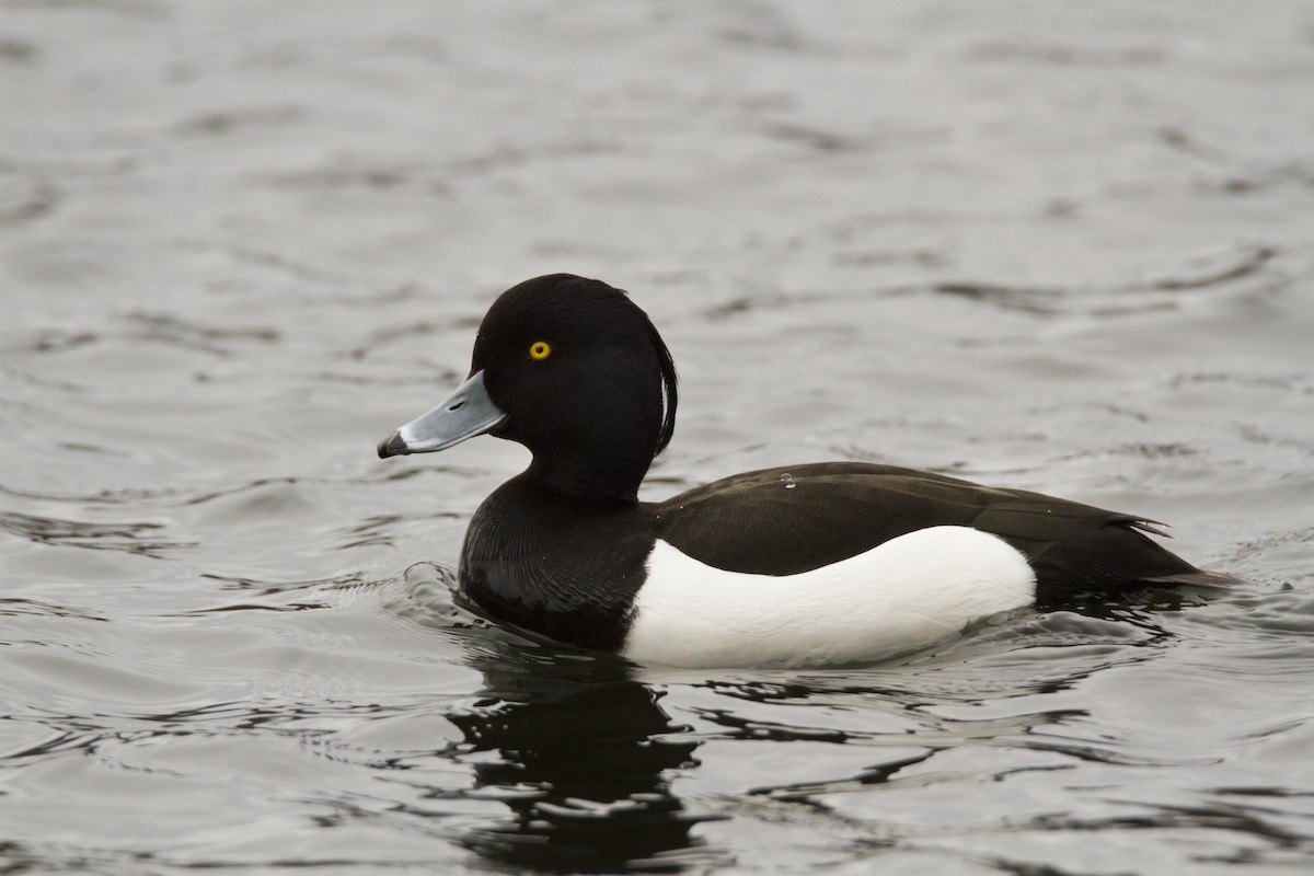 Tufted Duck - ML618334959