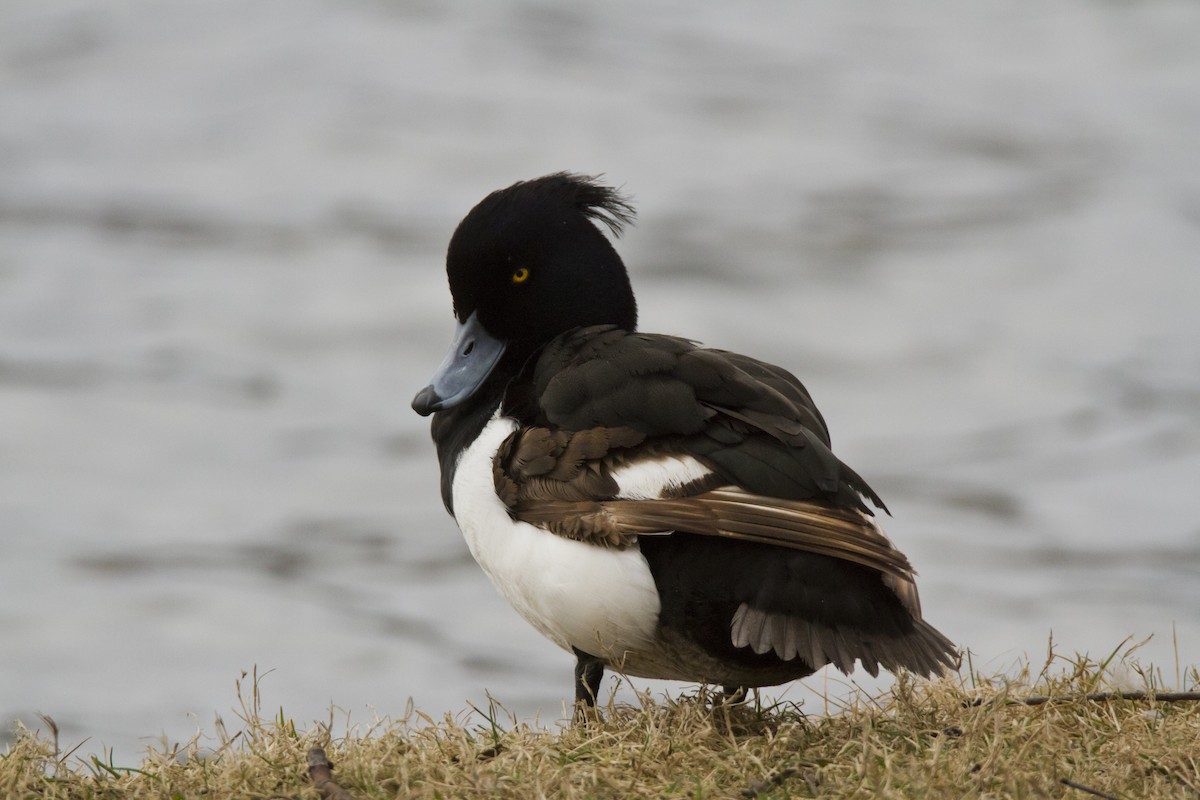 Tufted Duck - ML618334960