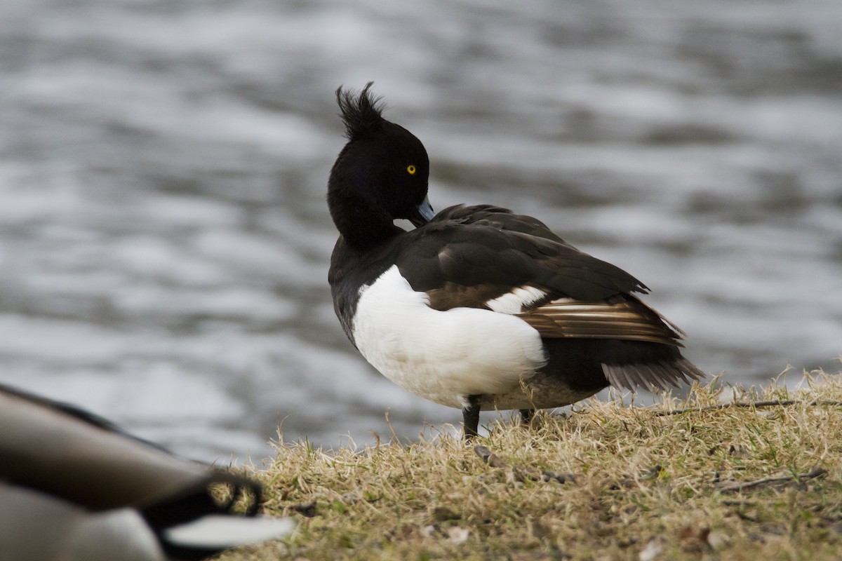 Tufted Duck - ML618334961
