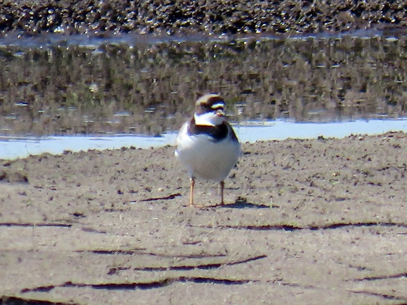Semipalmated Plover - ML618334966