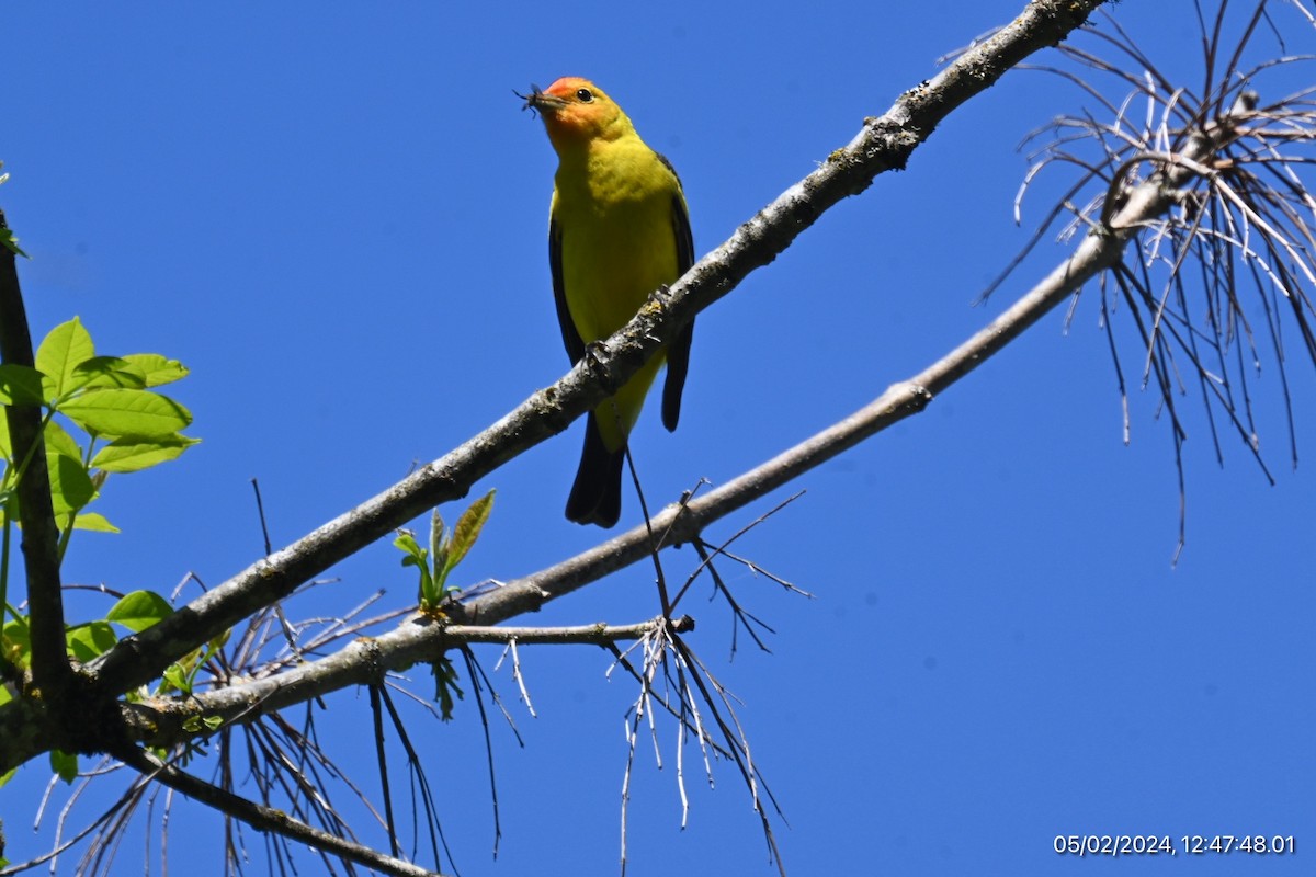 Western Tanager - ML618334967