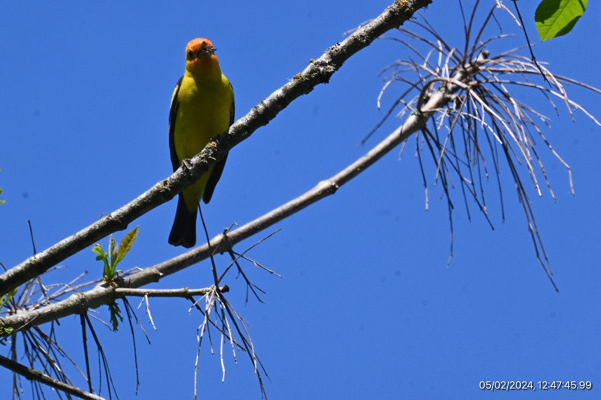 Western Tanager - ML618334968