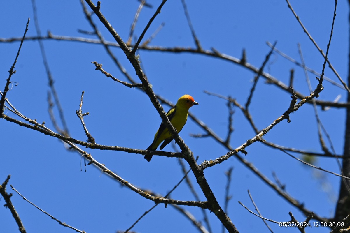 Western Tanager - ML618334969
