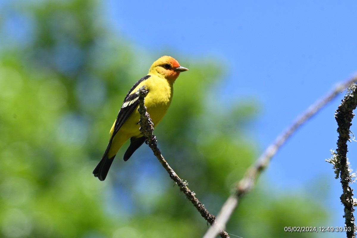 Western Tanager - ML618334970