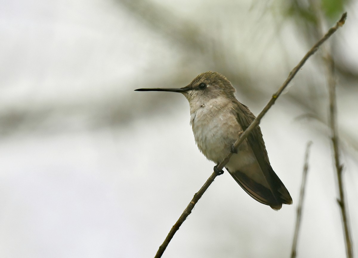 Black-chinned Hummingbird - ML618334997