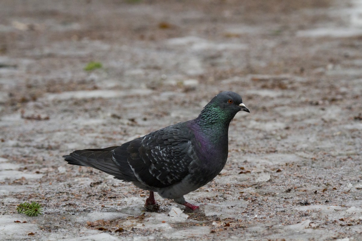 Rock Pigeon (Feral Pigeon) - ML618335040