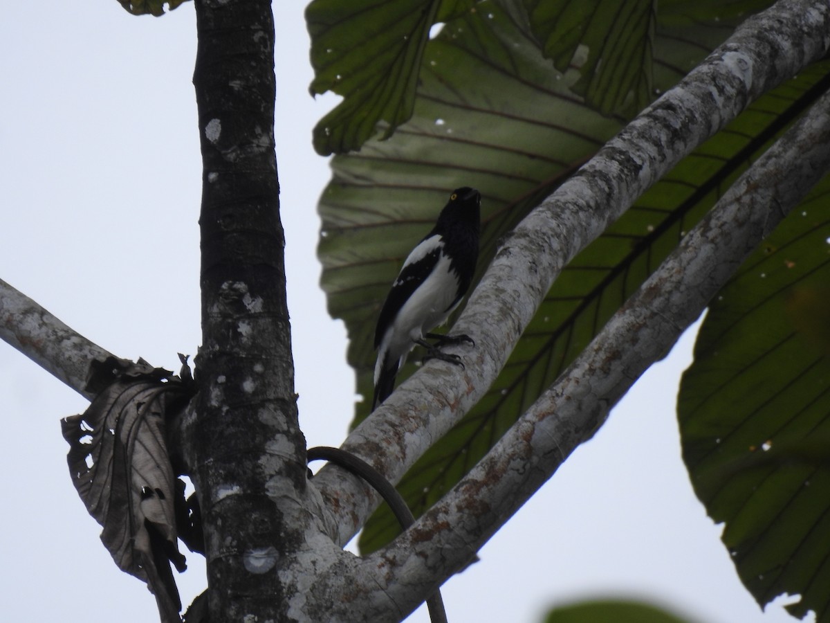 Magpie Tanager - ML618335053