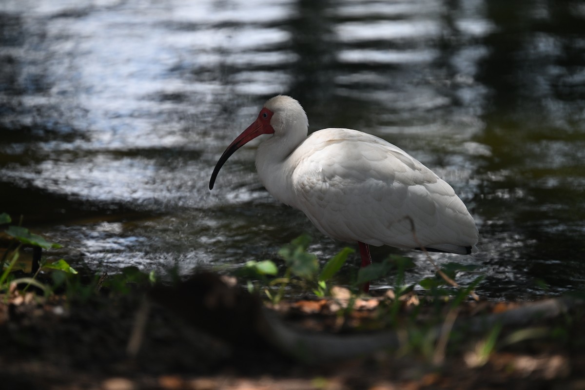 ibis bílý - ML618335059