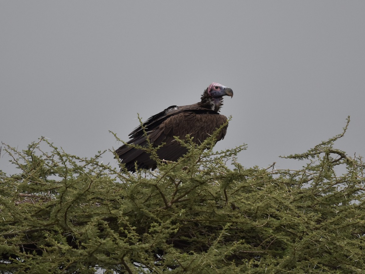 Lappet-faced Vulture - ML618335060