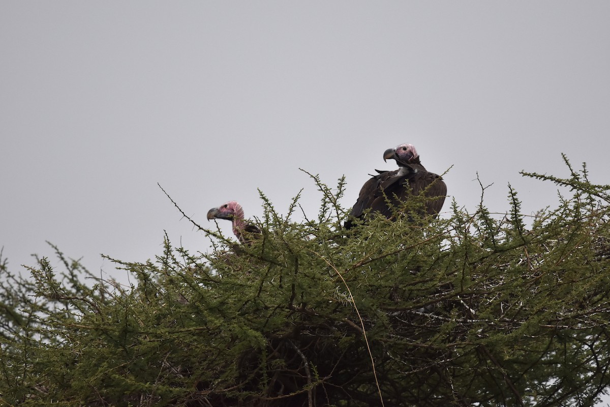 Lappet-faced Vulture - ML618335061