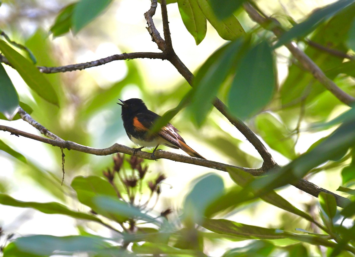 American Redstart - Nui Moreland