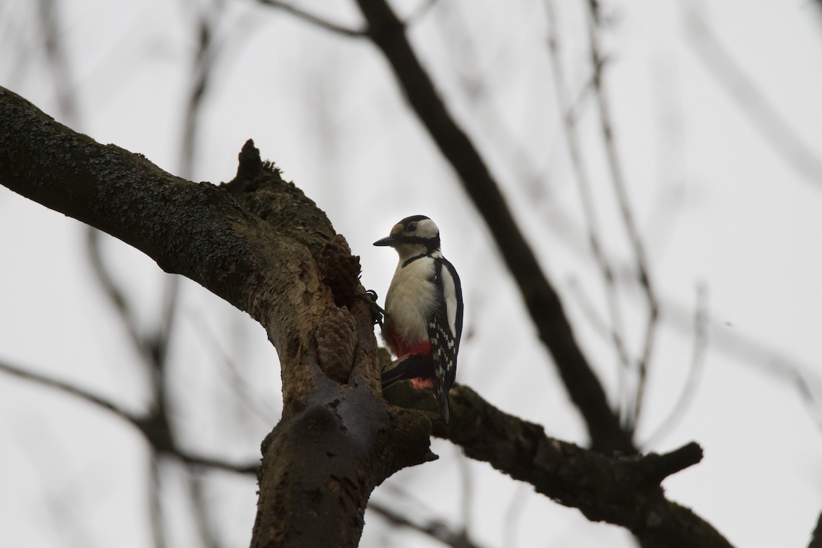 Great Spotted Woodpecker - Ivan Abramov