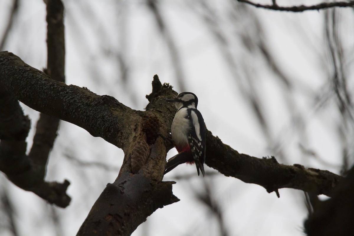 Great Spotted Woodpecker - ML618335109