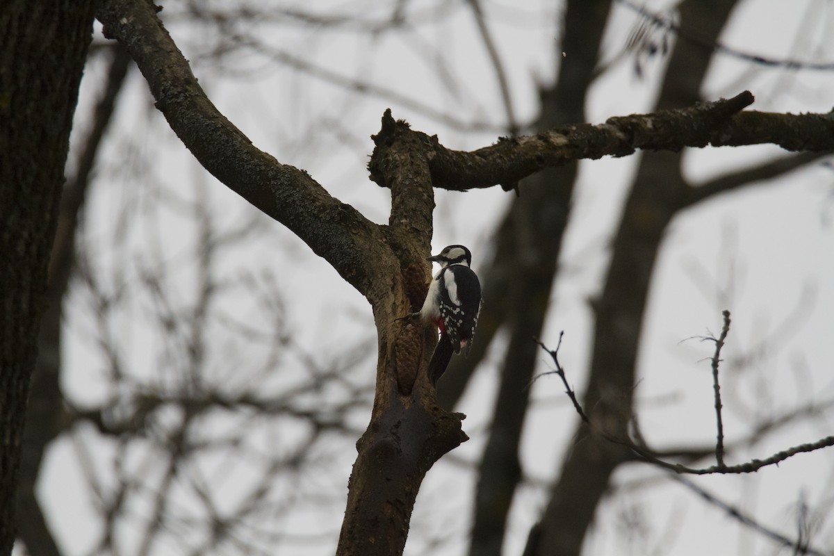 Great Spotted Woodpecker - ML618335111