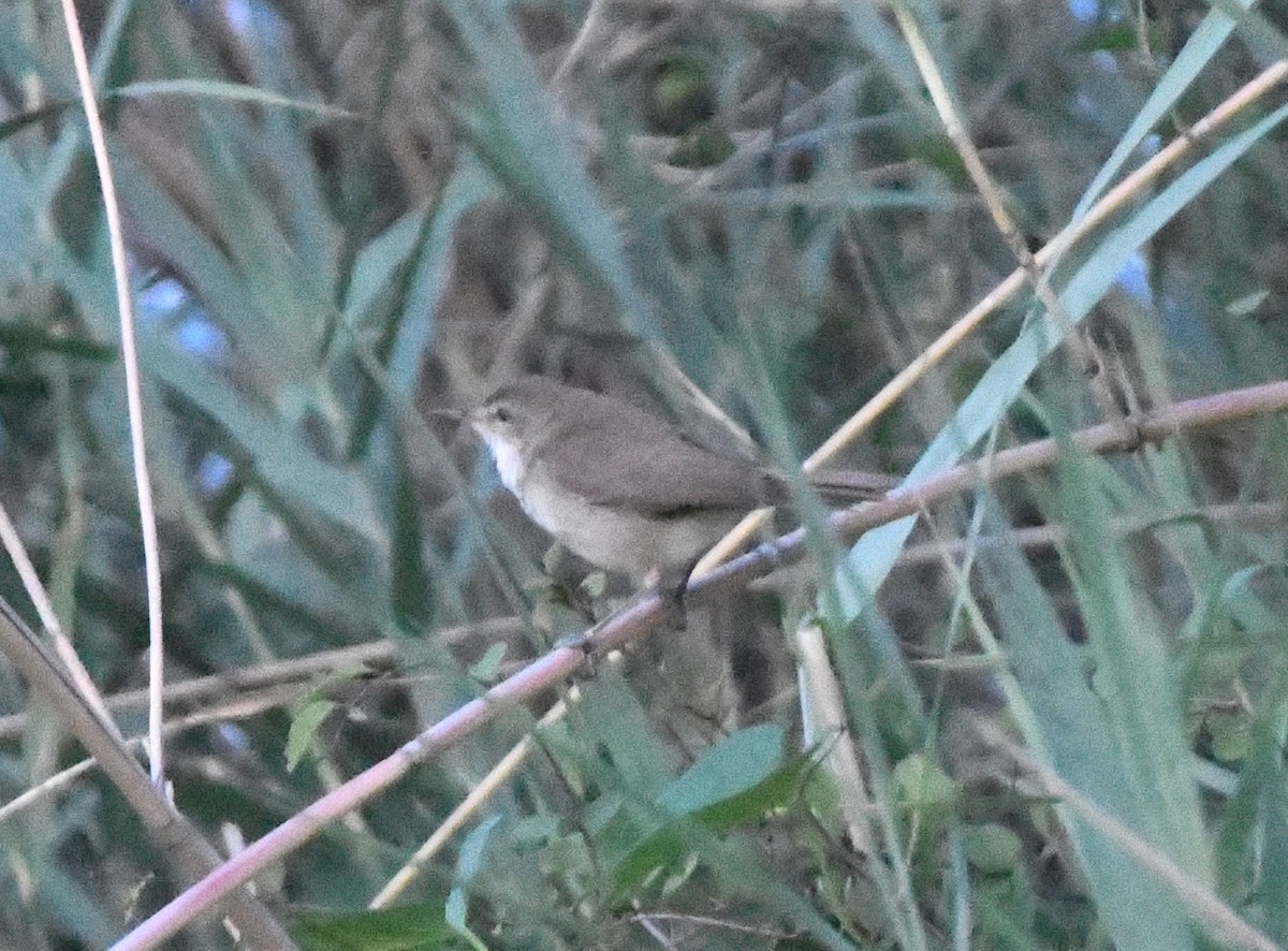 Common Reed Warbler - ML618335131