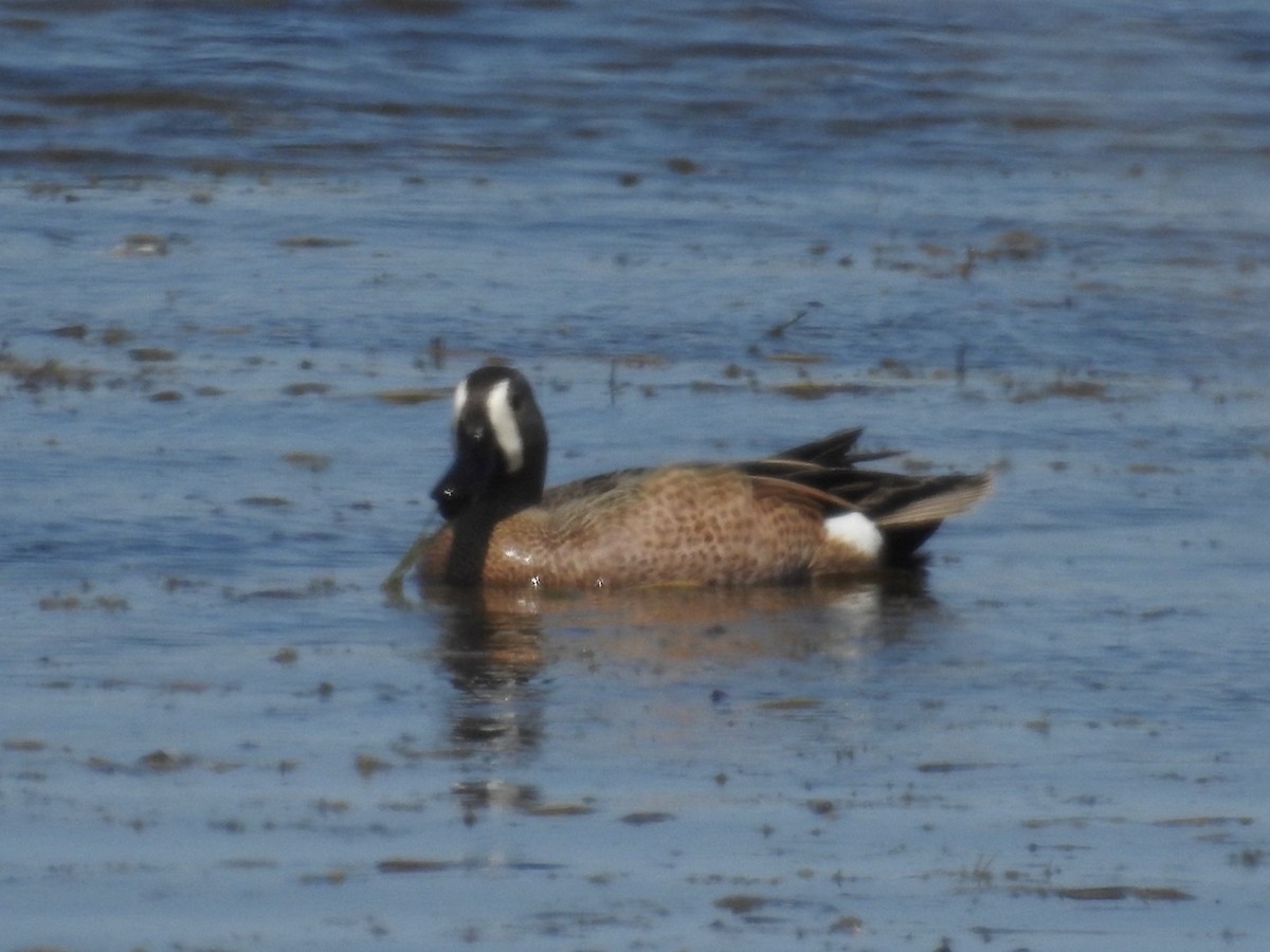 Blue-winged Teal - ML618335138
